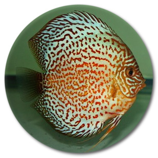 Red Leopard Discus Fish - 2.5 inch Red Leopard Discus Fish - 2.5 inch